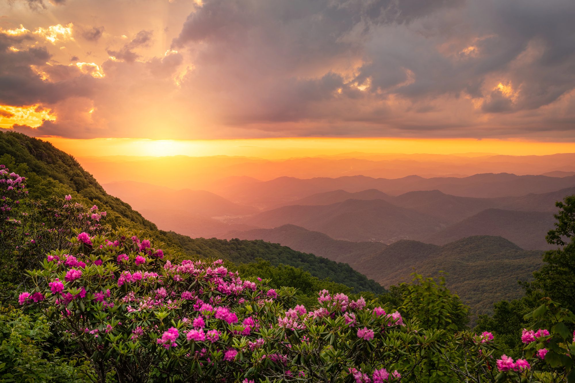 Rhododendron in bloom above the ridges at sunset - the display peaks in June.