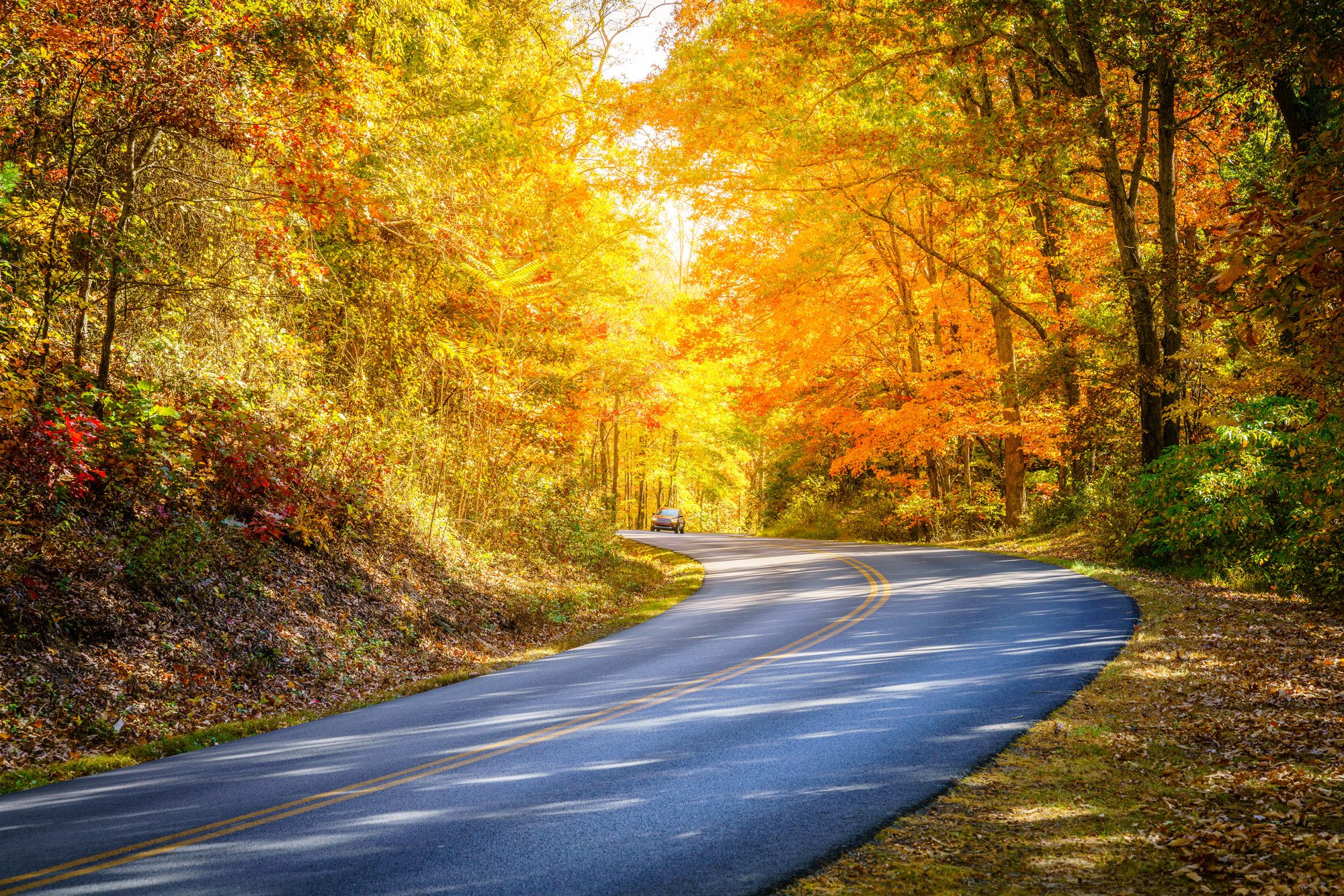 A two-lane road with a double-yellow centre line curving through a tunnel of gold and orange autumn foliage, a single car small in the distance