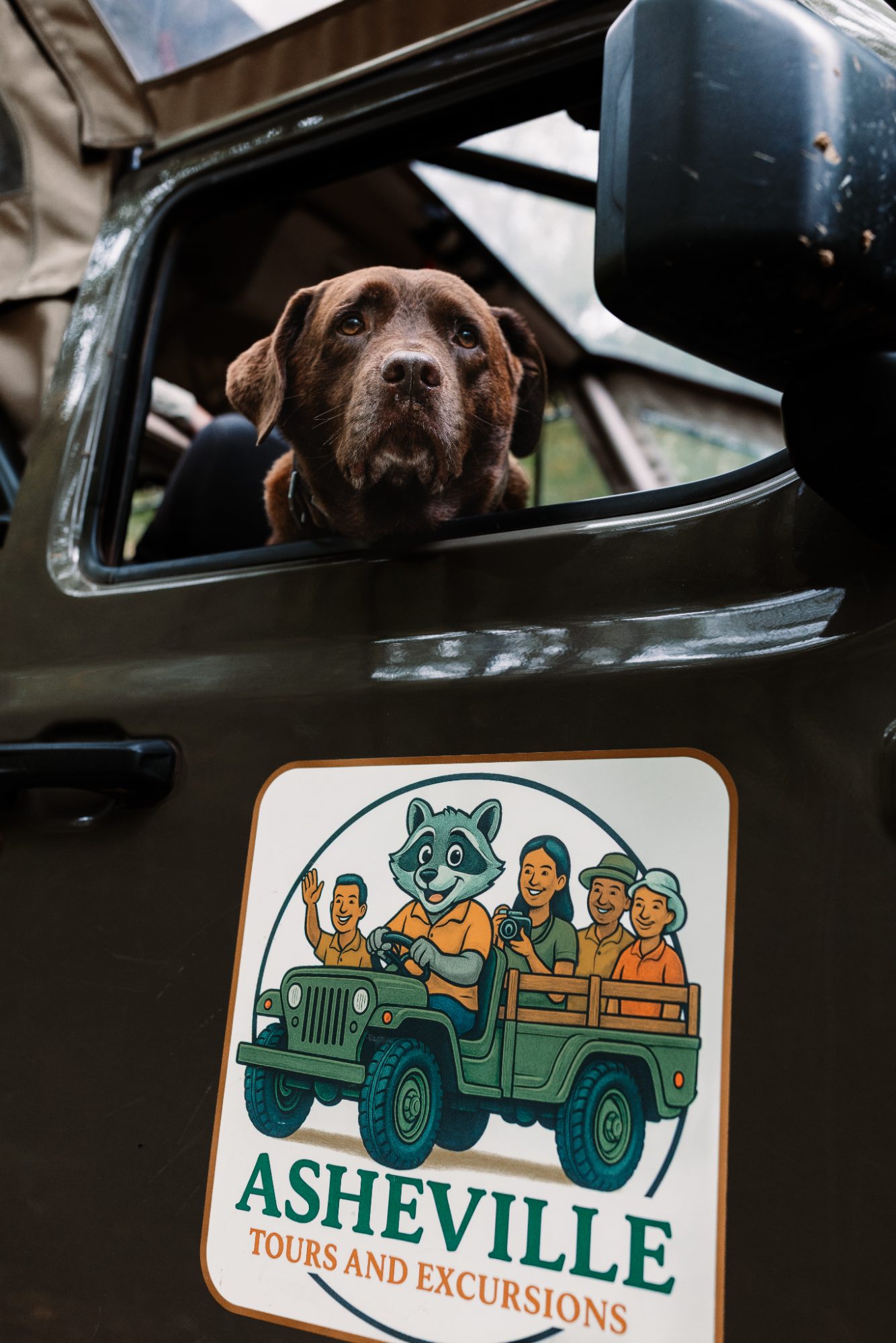 A chocolate Labrador resting its chin on the sill of the open window of an olive-green vehicle door, below it the full company decal showing a cartoon raccoon in a broad-brimmed hat driving a green open-top Jeep with four smiling passengers above the words ASHEVILLE TOURS AND EXCURSIONS