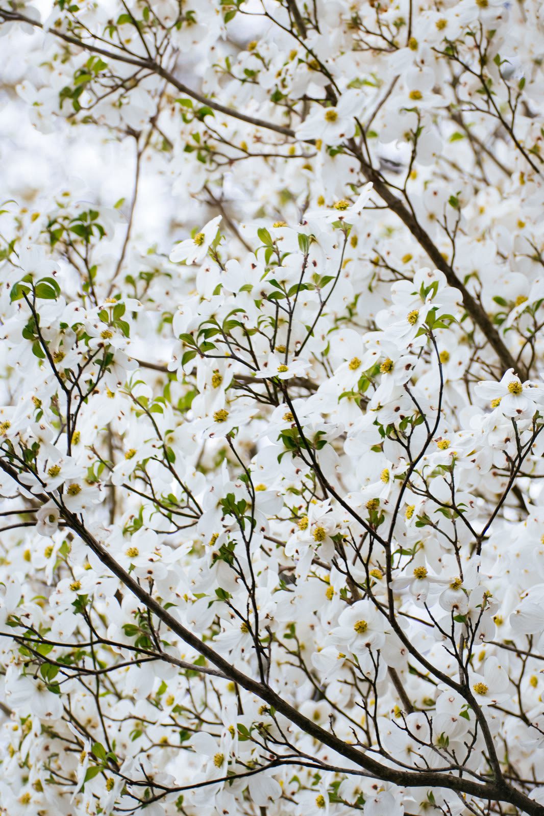Flowering dogwood in full white bloom, hundreds of four-petaled blossoms with yellow centres filling the frame between dark branches