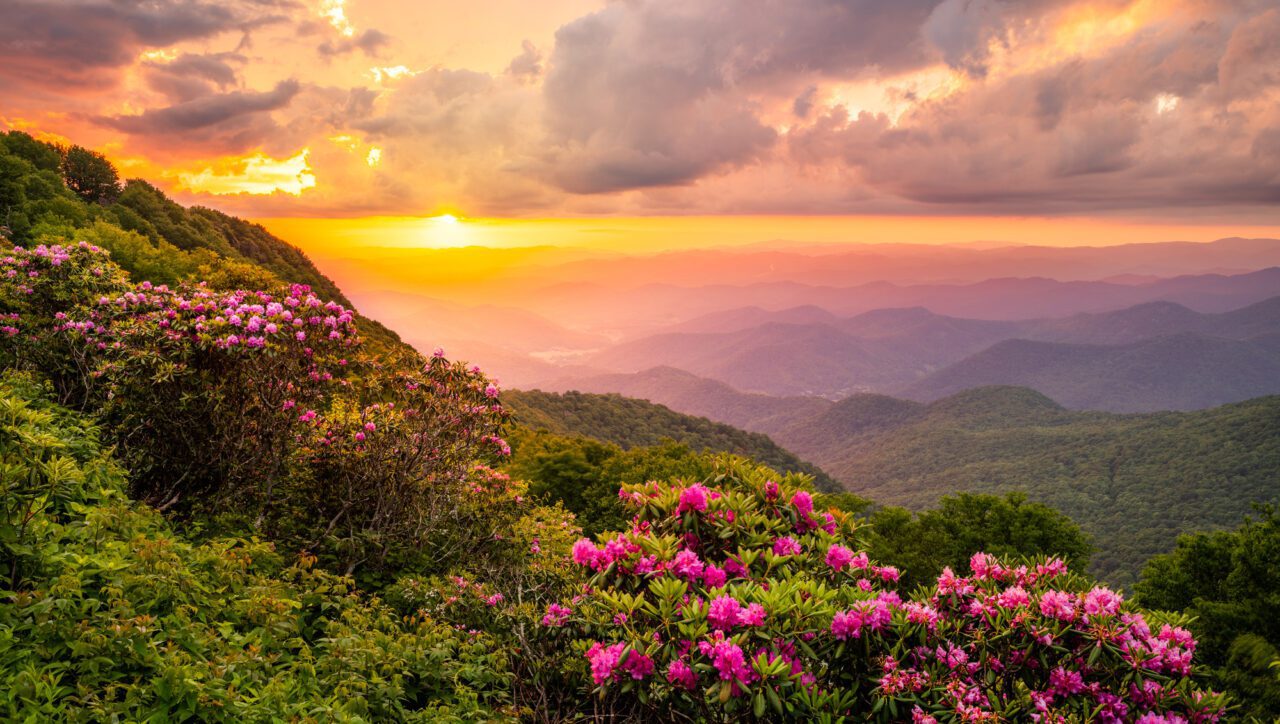 The Great Craggy Mountains along the Blue Ridge Parkway in North Carolina, USA with Catawba Rhododendron during a spring season sunset.