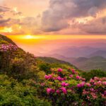 The Great Craggy Mountains along the Blue Ridge Parkway in North Carolina, USA with Catawba Rhododendron during a spring season sunset.