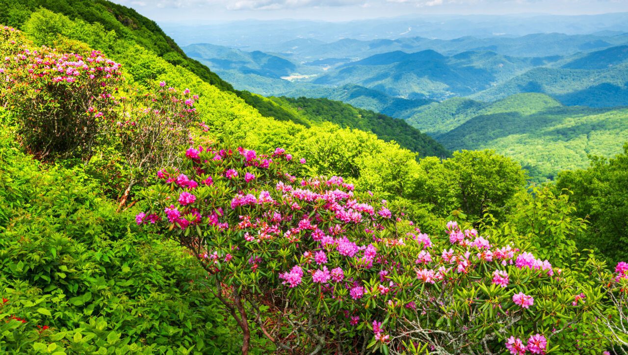 The Great Craggy Mountains along the Blue Ridge Parkway in North Carolina, USA with Catawba Rhododendron during a spring season sunset.