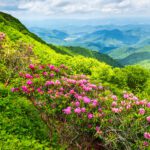 The Great Craggy Mountains along the Blue Ridge Parkway in North Carolina, USA with Catawba Rhododendron during a spring season sunset.