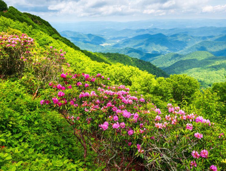 The Great Craggy Mountains along the Blue Ridge Parkway in North Carolina, USA with Catawba Rhododendron during a spring season sunset.