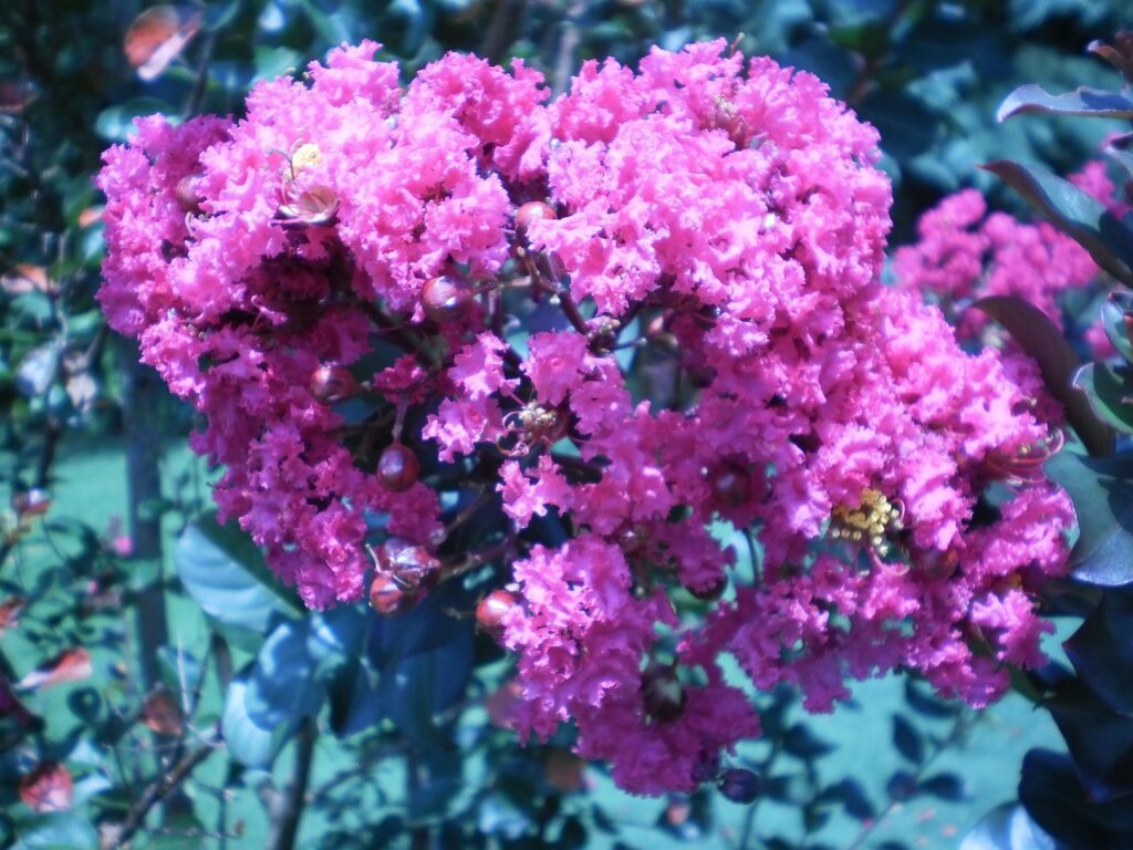Blue Ridge Parkway Flowers