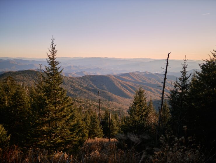 Beautiful scenery of fir trees with high rocky mountains in the background